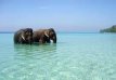 Excursion to Elephant Beach and Transfer to Port Blair